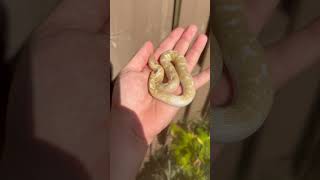 Male subadult Kenyan sand boa #trending #explorepage #snakevideo #sandboa