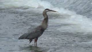 Great Blue Heron Eating