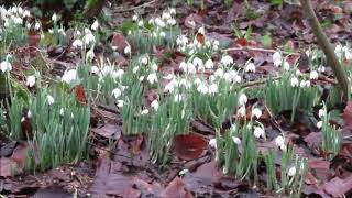 Snowdrops