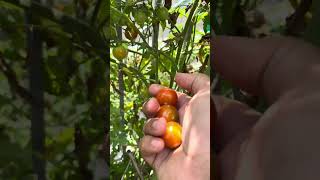 Tomatoes #trending #organicvegtables #garden #nature #viral #youtubeshorts