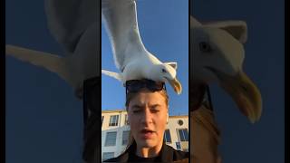 Seagull Surprise! 😱