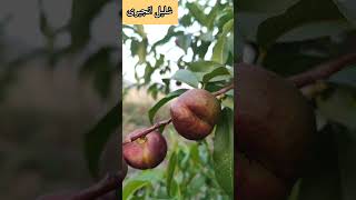 شکوفه کدوم میوه است؟😍🍏 #shortvideo #vlogs #nature #mountains #shorts #iran