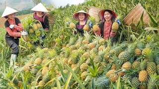 Harvest pineapple gardens in the region with the best pineapples in Vietnam | Bếp Trên Bản