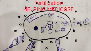 Fertilization | 1st week | Part 7