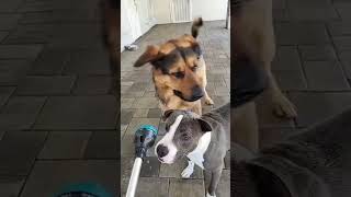 🐶 Cute & Funny Dog Prank 🐕