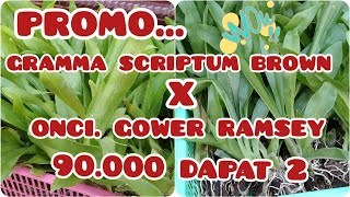 PROMO MURAH GRAMMA SCRIPTUM BROWN DAN ONCI GOWER RAMSEY