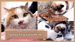 Looking after Stray Cats | Visiting the Vet