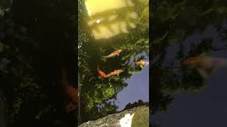 Карпы кои в естесственном водоёме парка. koi carp