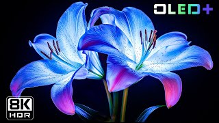 OLED TEST - Mesmerizing Flower in 8K HDR  Dolby Vision™