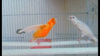 yellow canary singing 69