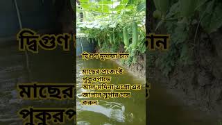 দ্বিগুণ মুনাফা পেতে মাছের সাথে শসা চাষ করুন | Agriculture the best survival tools for all time