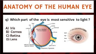 Anatomy of the human  eye ||mcqs on human eye ||optometry mcqs