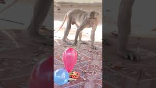 Monkey video  Prank monkey #funny #monkey #monkeyvideo #animals #funnyanimal #monkeyshow #animals