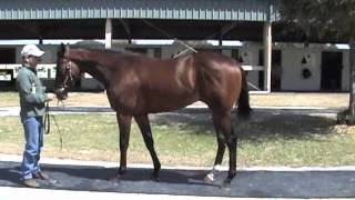 Smash - thoroughbred racehorse