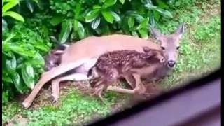 Deer Gives Birth To Two Beautiful Fawn