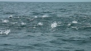 Offshore Tampa Mackerel Mayhem! Fall Fishing Report + Red Tide Update