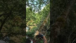 Violent cut #shorts #stihl #chainsaw #treeremoval #treeworker #treecutting #arborist #dangerous #job