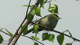 Пеночка-весничка - Phylloscopus trochilus - Willow warbler