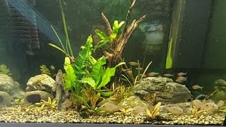 Live video of our community and breeding tanks!