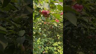 I am surprised to see this Tiny apples tree in front of my home🌳 #tiny #apples #shortsfeed #shorts