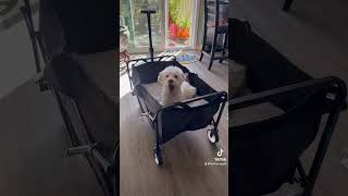 Dog on a foldable wagon