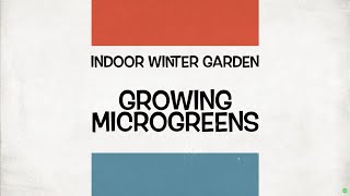 Indoor Winter Garden. Growing Microgreens. Rule of 4 for incredible growth every time [4K]