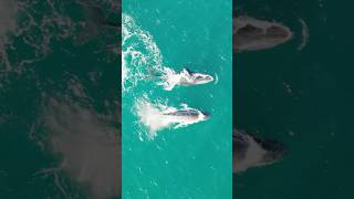 Epic WHALE encounter 🐳💙 4K Drone