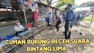 CUMAN BURUNG RECEH SUARA BINTANG LIMA