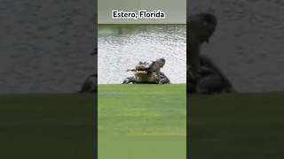 Alligator eating Fish on Golf Course In Estero, Florida