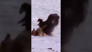 Fierce Battle! Fox Fights  Back Madly King Eagle But Fail #shorts #eagle #fox #animals #wildanimals