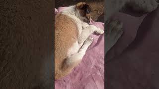 after breakfast 🥞🥞🍳 cocko puppy sleeping 😌😌😌😌😌😌😌😊😊☺️ 🐕🐕🐕🐕🐕🐕🐕🐕🐕🐕🐕🐕