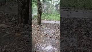 Whispers of the Rain: Exploring the Melody of Thunder in a Village Rain House #ASMR #arainingday