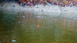 Small Water WINTER Steelhead BOBBER DOWNS - My FIRST on the Centerpin!