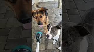 🐶 Cute & Funny Dog Prank 🐕