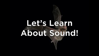 Let's Learn About Sound! (PK - 2nd Grade)