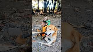 Monkeys and dogs ស្វា និងឆ្កែ #monkeyvideo #monkeylove #monkeydluffy#monkeylove #monkey #babymonkey