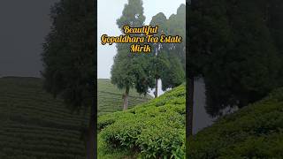 The beauty of Darjeeling #shortsvideo #youtubeshorts #shortsfeed #darjeeling #teagarden #mirik