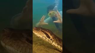 Encounter with the World's Largest Snake: 26-Foot Green Anaconda!