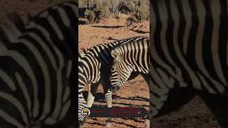 As listras das ZEBRAS são iguais?  #curiosidadesanimais