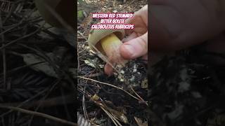 Mushroom ASMR: Western Red Stemmed Bitter Bolete (Caloboletus rubripes) Tapping & Slicing