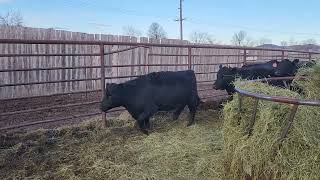 Weaver Black Bred Heifers @ LLA Heart of Herd 11-21-23