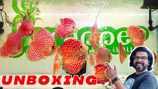 Red Discus Fish Unboxing