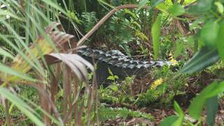 Alligator Nest: Hole #3