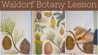 Waldorf Botany Lesson: Pinecones & Conifers