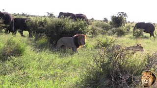 Lions In Love vs Elephant Herd