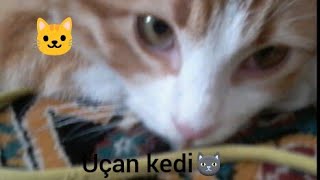 #funnycat #flyingcat #komikkedi #sevimlikedi #uçankedi Uçan kedi(flying cat)funny cat vide0😂😻)