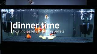 Goldfish Tank feeding on pellets 16