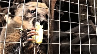 Милое чавканье Носушек)) Яблочки и орешки в подарок! Cute chomping Coati) Apples and nuts as a gift!