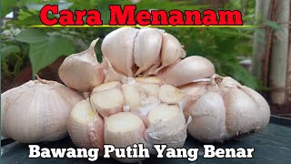 Cara menanam bawang putih yang baik dan benar