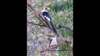 Pair of Von der Decken's Hornbills at Lentorre